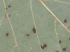 Tilia cordata