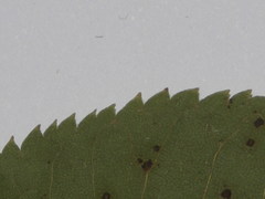 Tilia cordata