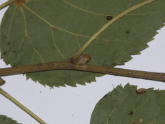 Tilia cordata