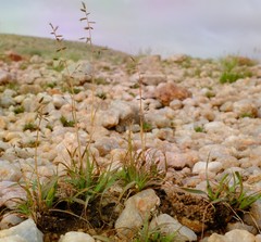 Eragrostis nindensis