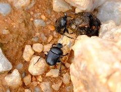Scarabaeus megaparvulus