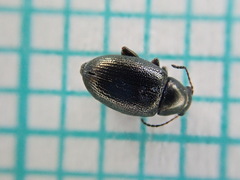Chaetocnema aridula