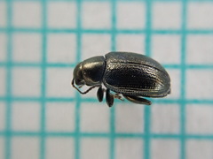 Chaetocnema aridula