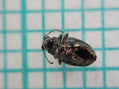 Chaetocnema aridula
