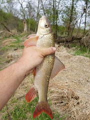 Moxostoma macrolepidotum