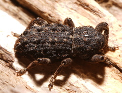 Poropterus melancholicus