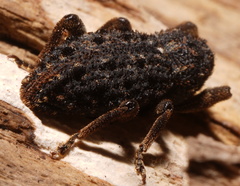 Poropterus melancholicus