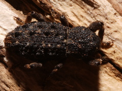 Poropterus melancholicus