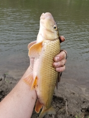 Moxostoma erythrurum