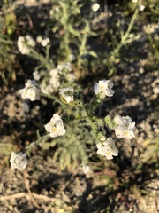 Cryptantha intermedia