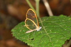 Pteronymia simplex