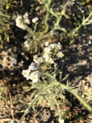 Cryptantha intermedia