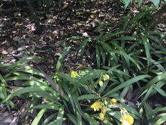 Spathoglottis gracilis