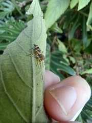 Cosmophasis thalassina