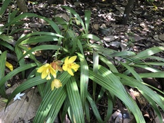 Spathoglottis gracilis