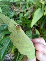 Cosmophasis thalassina