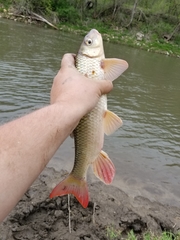 Moxostoma macrolepidotum