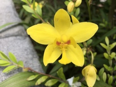Spathoglottis gracilis