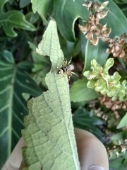 Cosmophasis thalassina