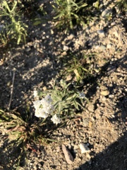 Cryptantha intermedia