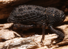 Poropterus melancholicus