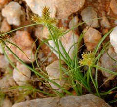 Cyperus indecorus namaquensis