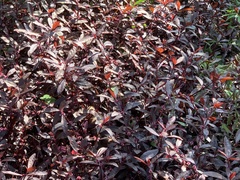 Alternanthera sessilis