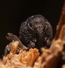 Poropterus melancholicus