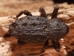 Poropterus melancholicus