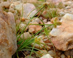 Cyperus indecorus namaquensis