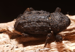 Poropterus melancholicus