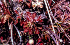 Drosera roraimae