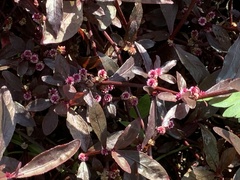 Alternanthera sessilis