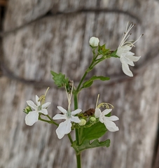 Teucrium corymbosum