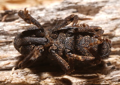 Poropterus melancholicus