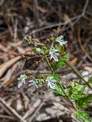 Teucrium corymbosum