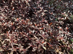 Alternanthera sessilis