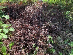 Alternanthera sessilis