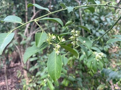 Olax scandens