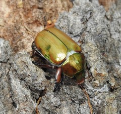 Anoplognathus viridiaeneus