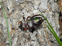 Anoplognathus viridiaeneus