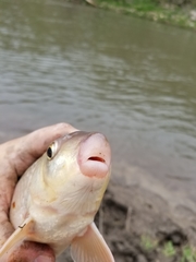 Moxostoma macrolepidotum