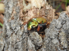 Anoplognathus viridiaeneus