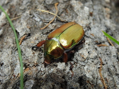 Anoplognathus viridiaeneus