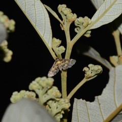 Eurrhyparodes bracteolalis