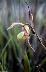 Phragmipedium klotzschianum