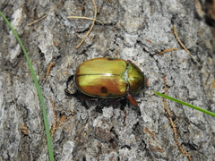 Anoplognathus viridiaeneus