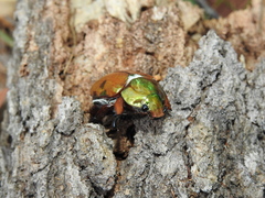 Anoplognathus viridiaeneus