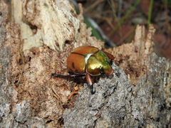 Anoplognathus viridiaeneus