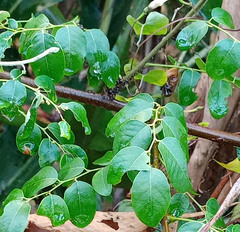 Phyllantheae